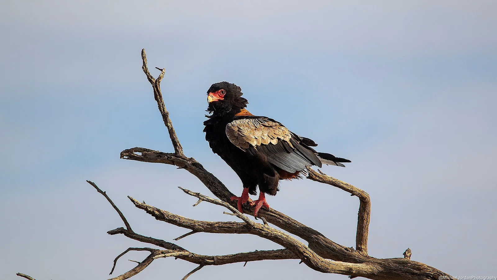 Bateleur, Kgalagadi Transfrontier Park
