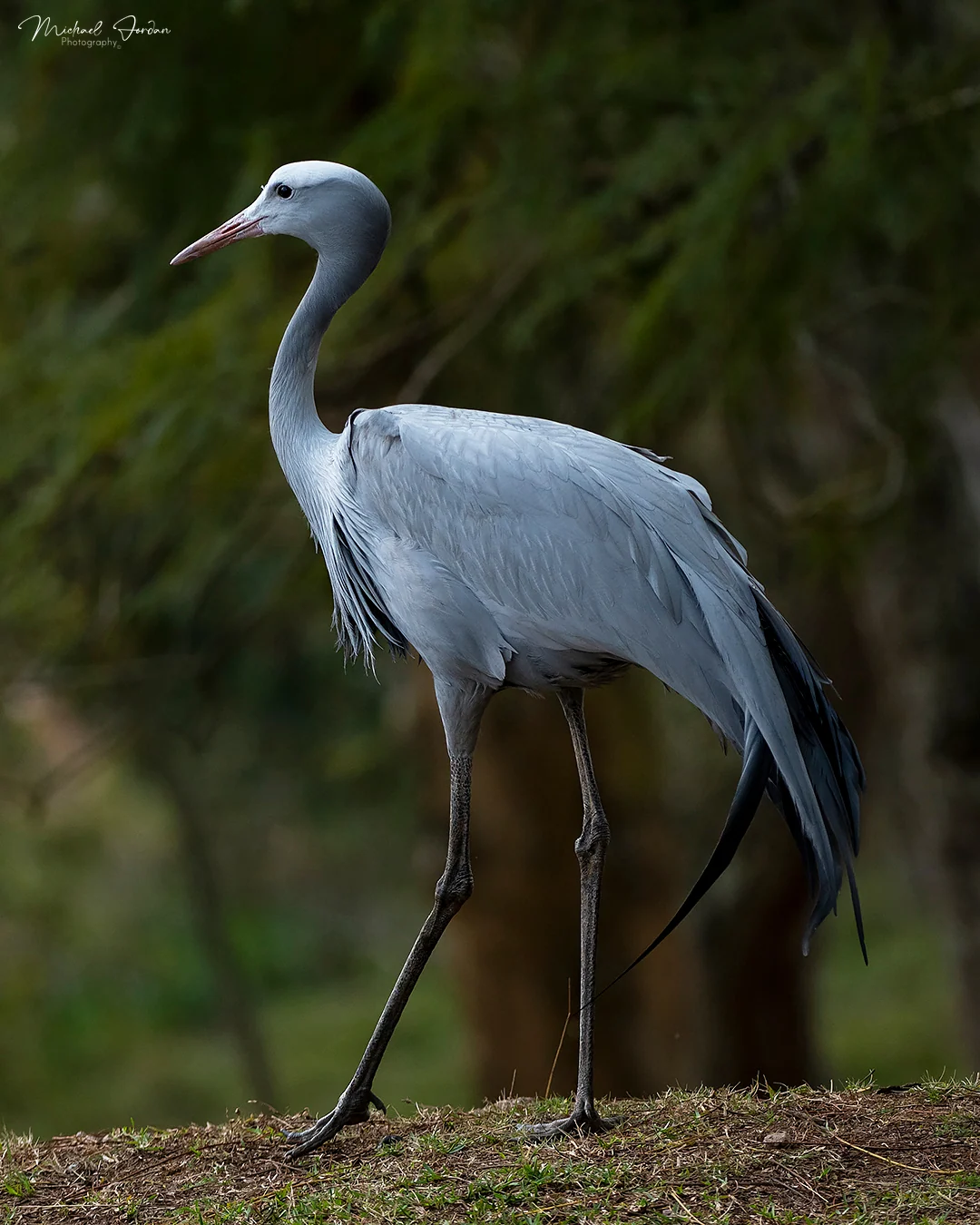 Blue crane