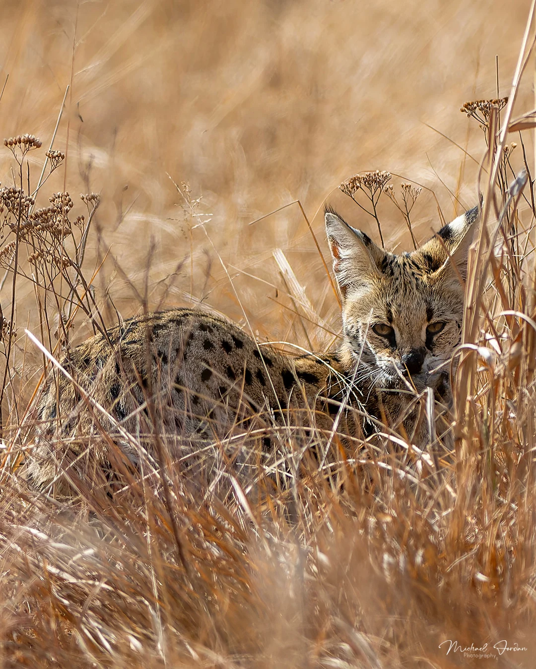 Serval