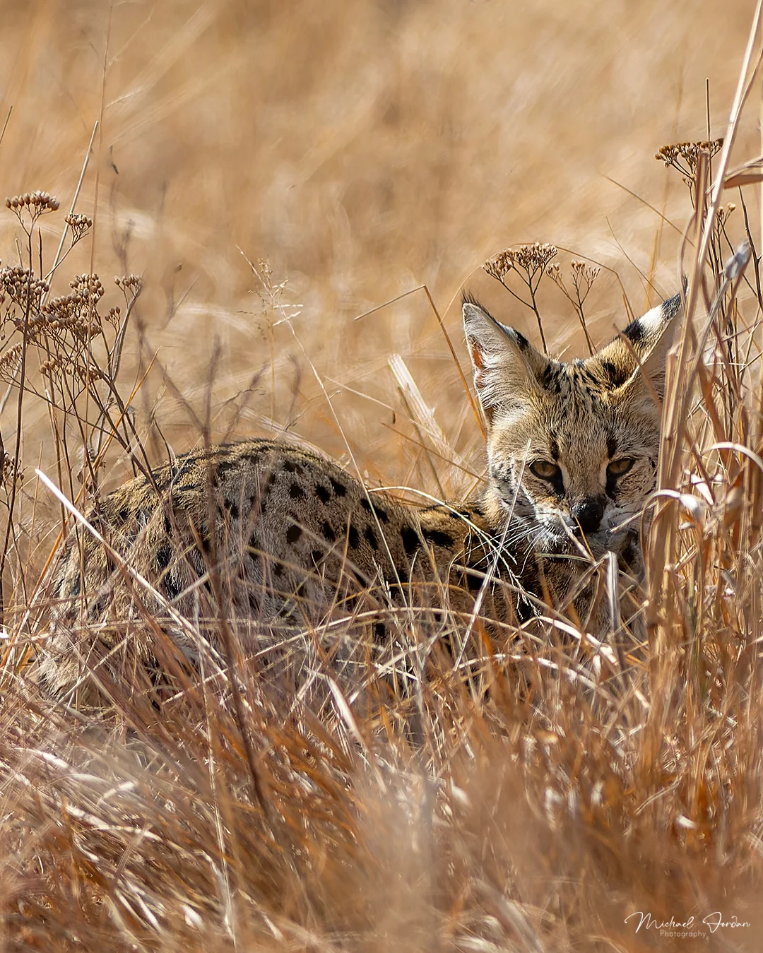 Serval