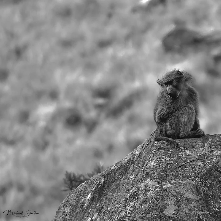 Chacma baboons