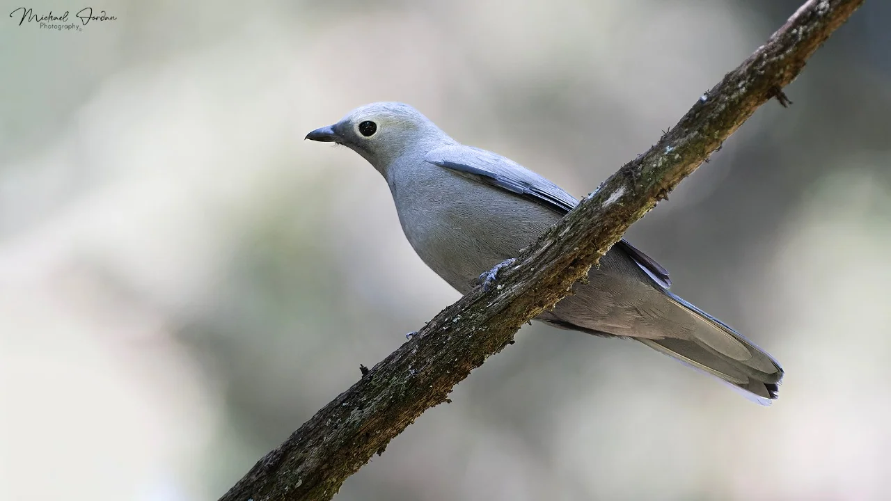 Grey cuckooshrike, Benvie Gardens