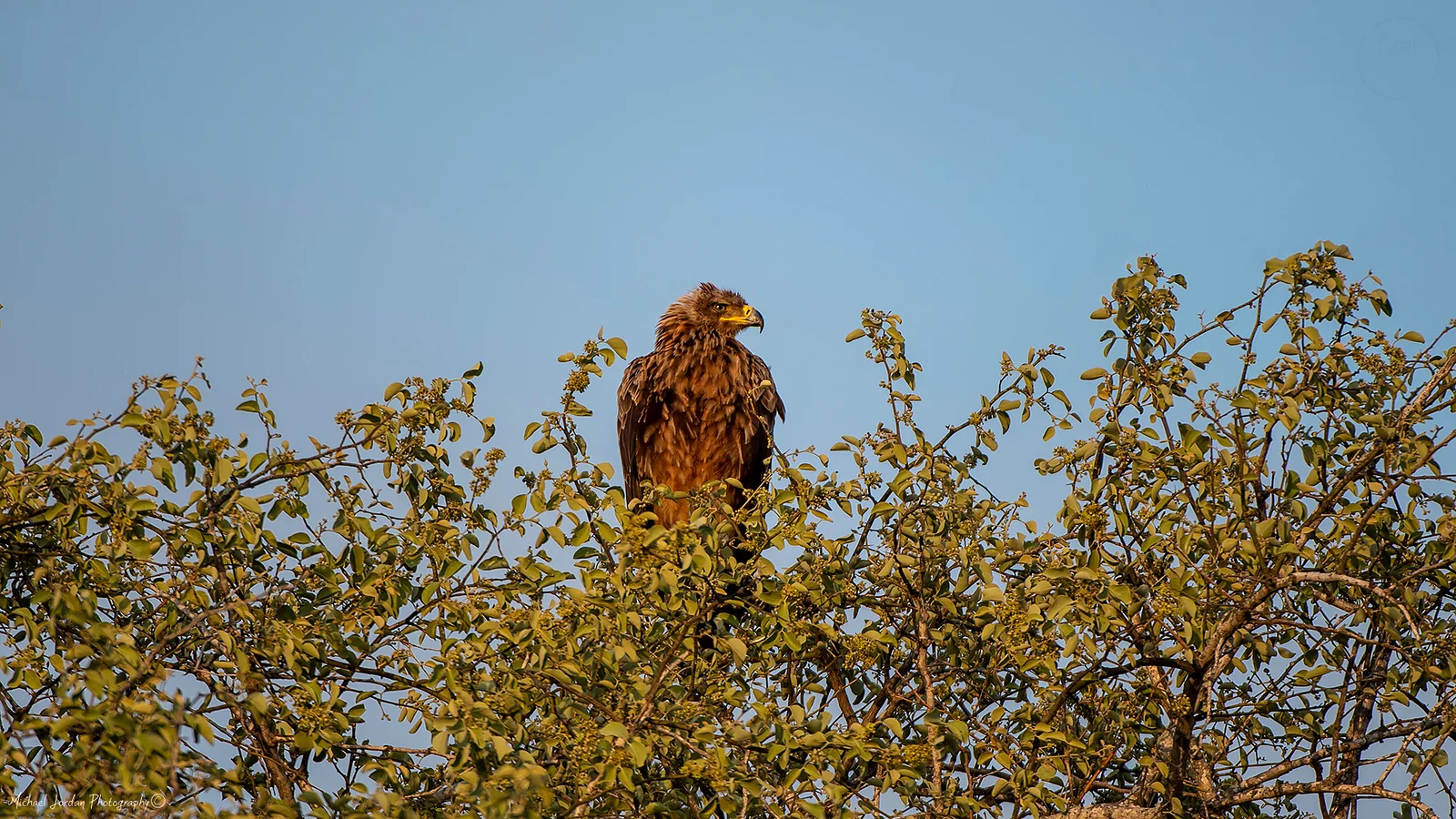 Tawny Eagle, Kruger National Park