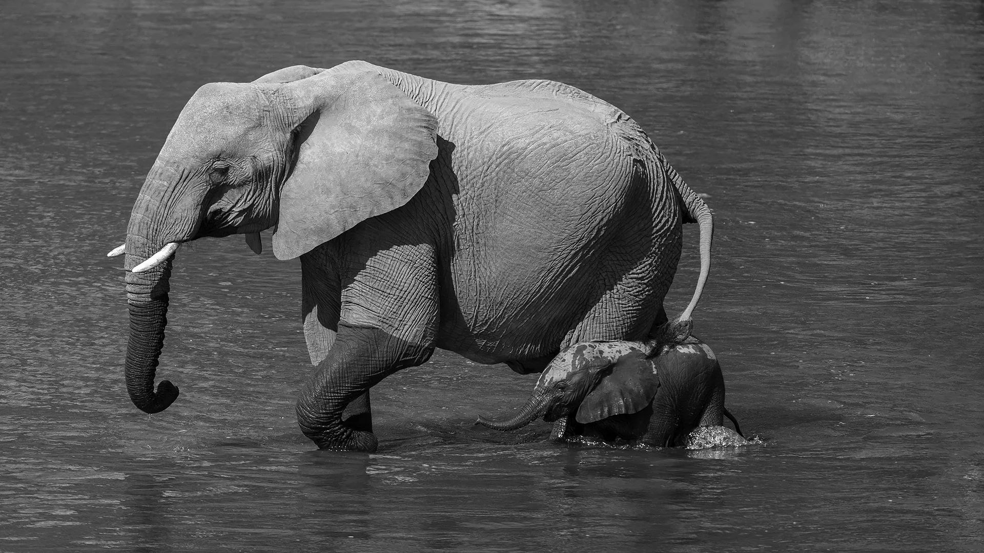 African elephant