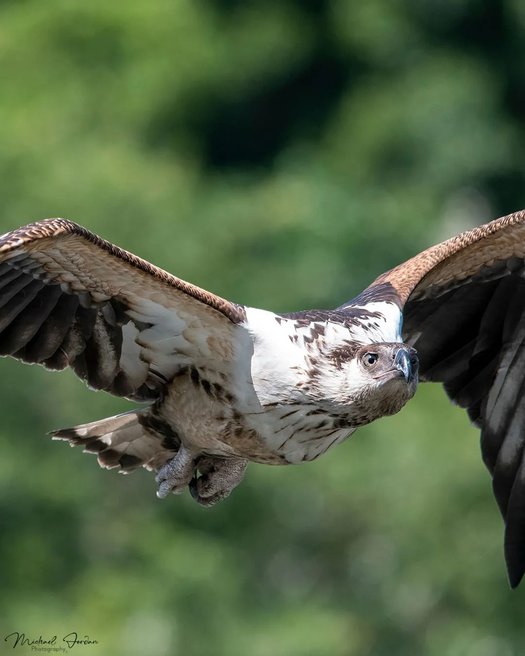 African fish eagle, Umbogavango Nature Reserve