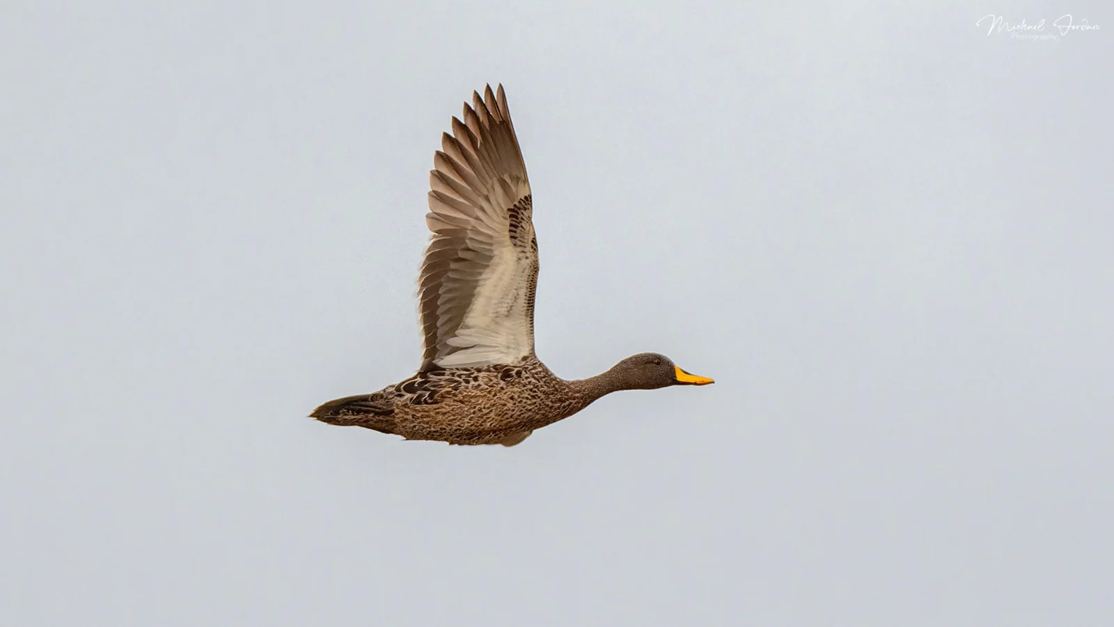Yellow-billed duck, Nottingham Road