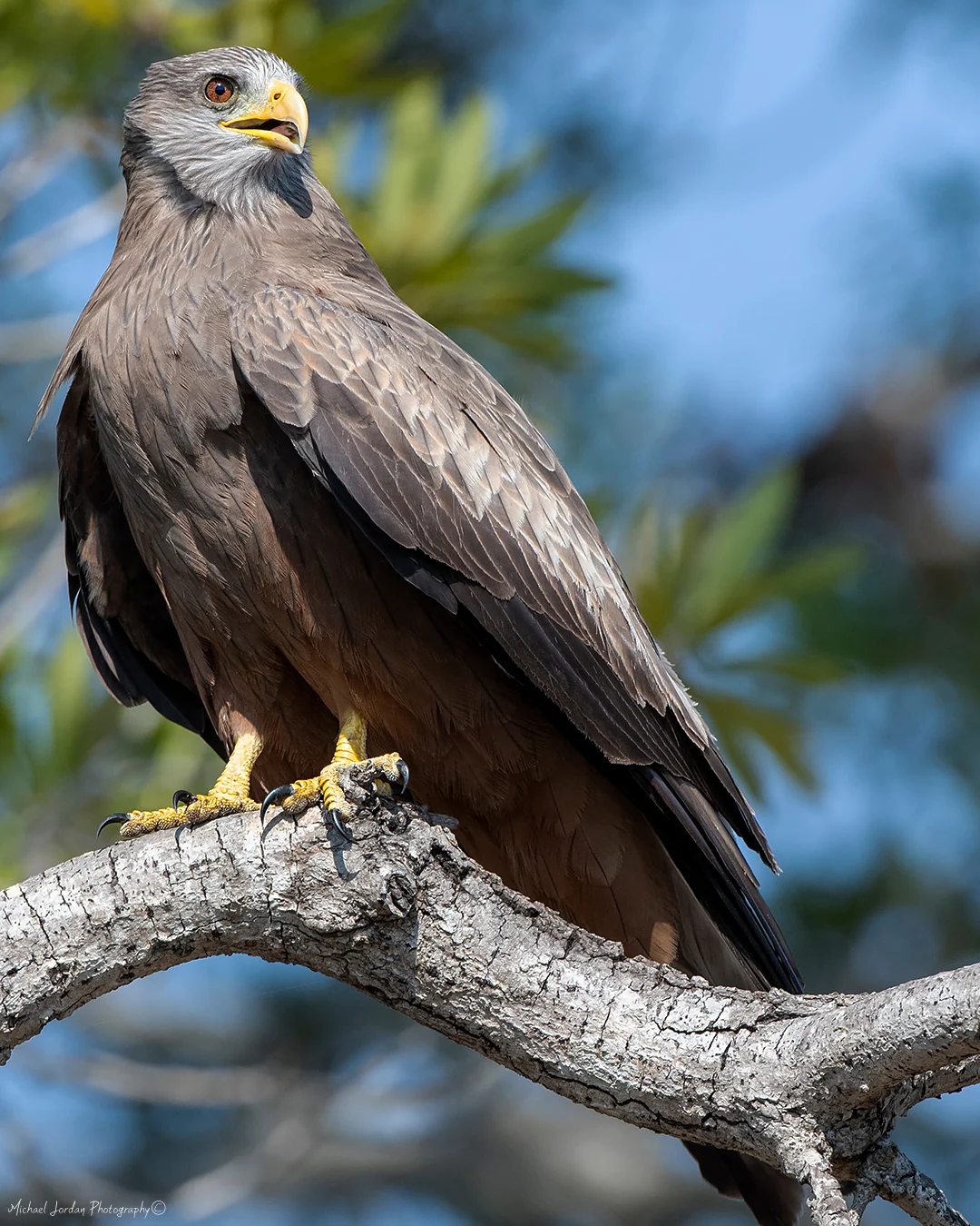 Yellow-billed kite