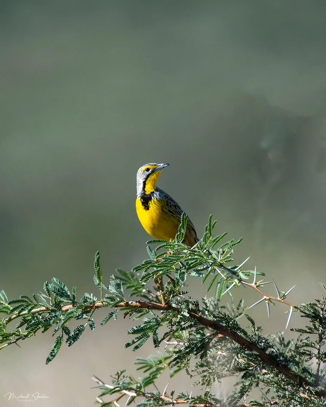 Yellow-throated longclaw, Kruger National Park