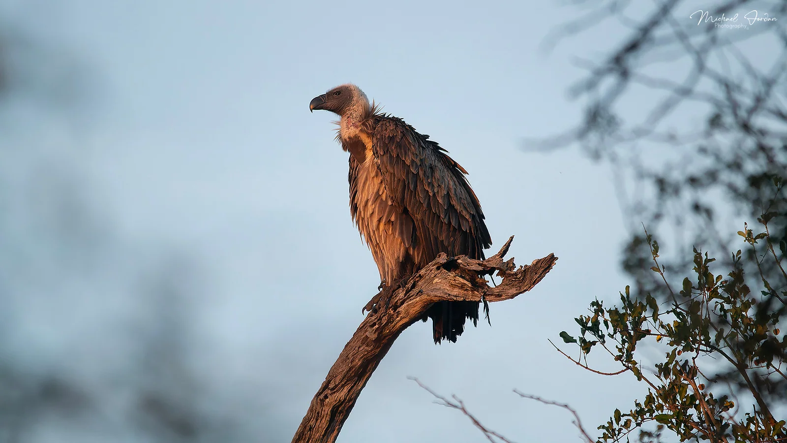 White-backed vulture, Kruger National Park