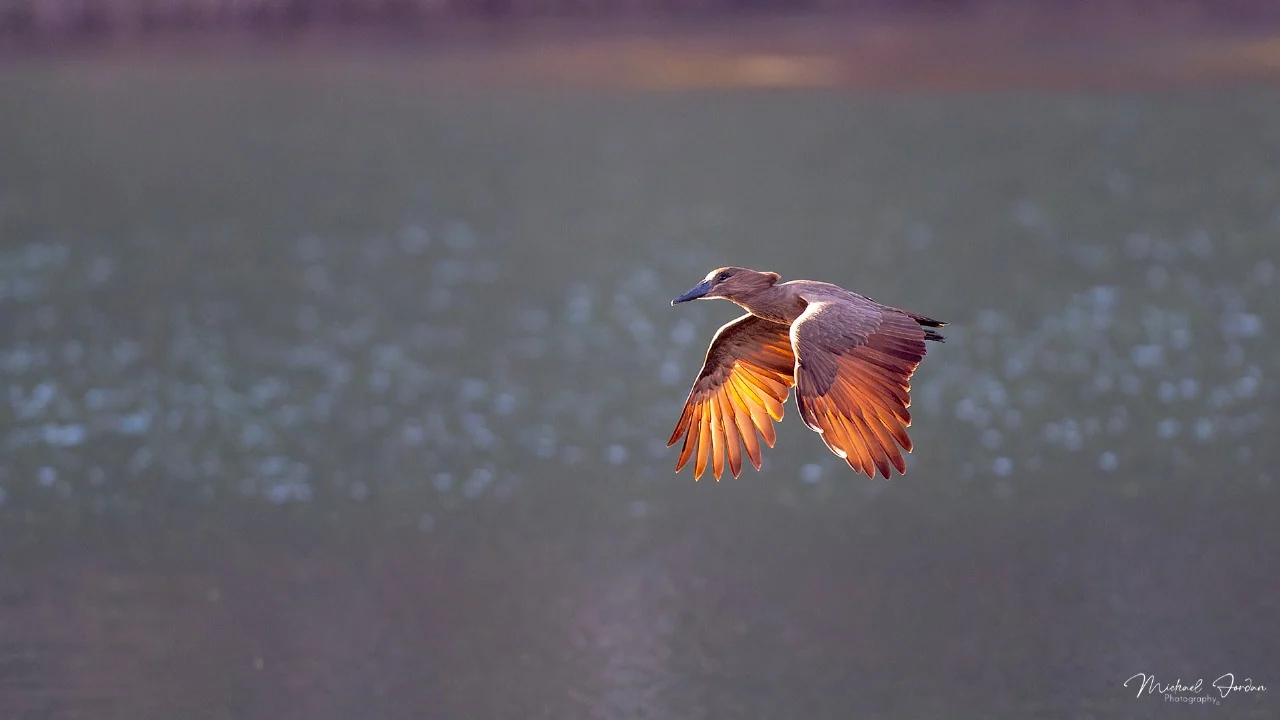 Hamerkop