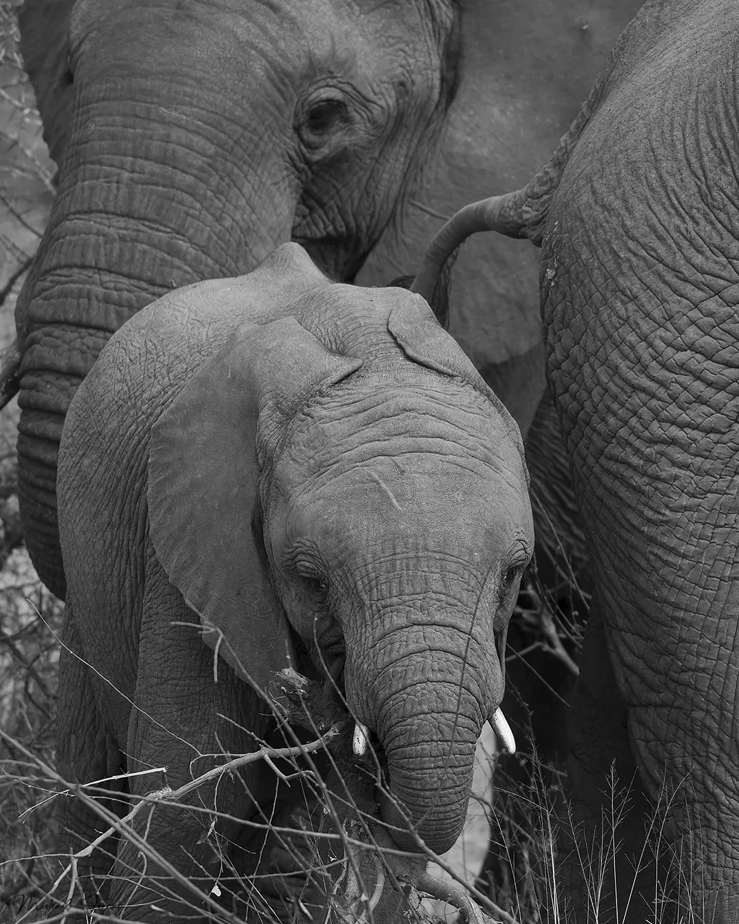 African Elephant, Kruger National Park