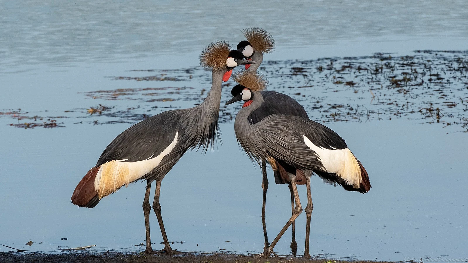 Crowned Crane
