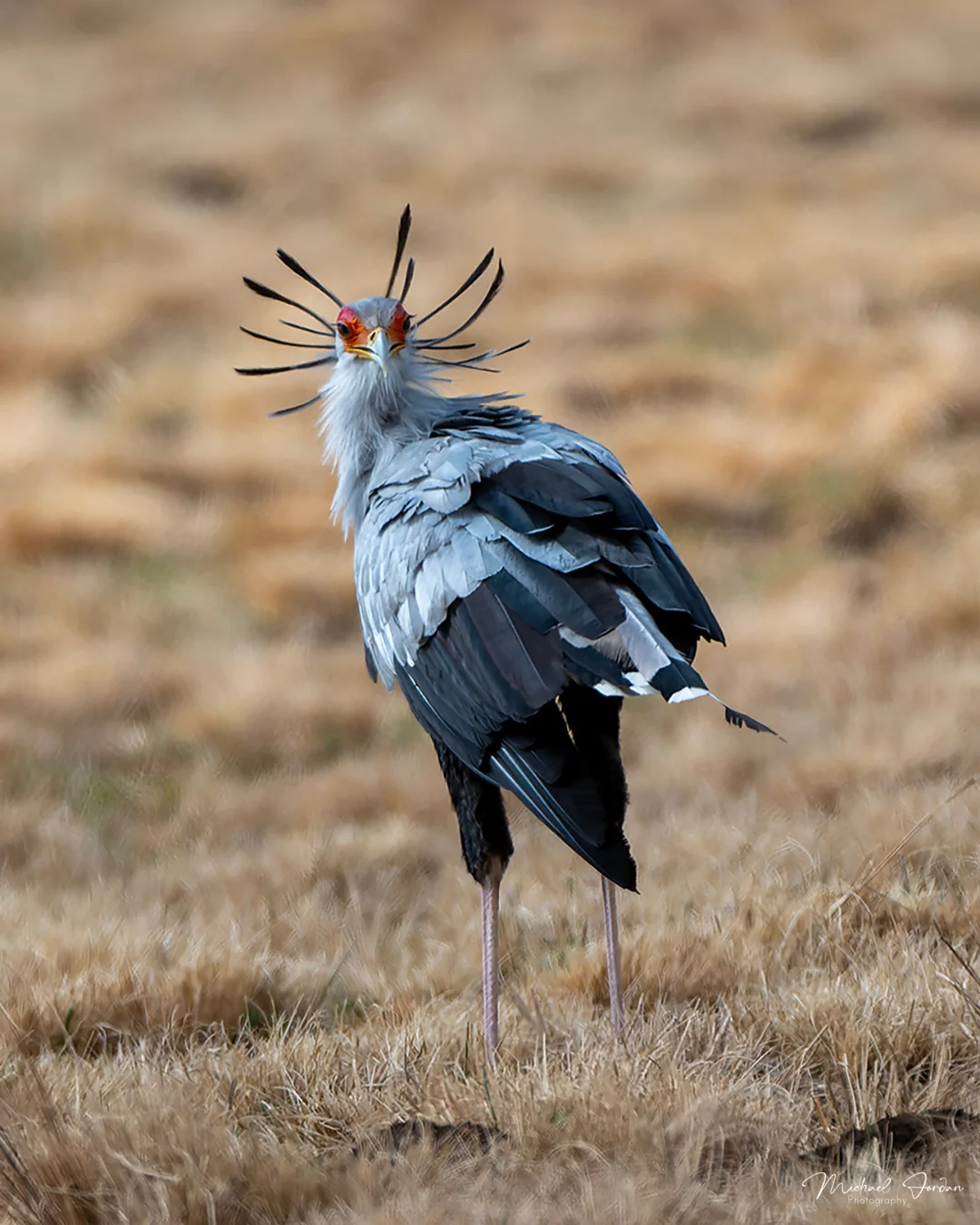 Secretary Bird, Nottingham Road