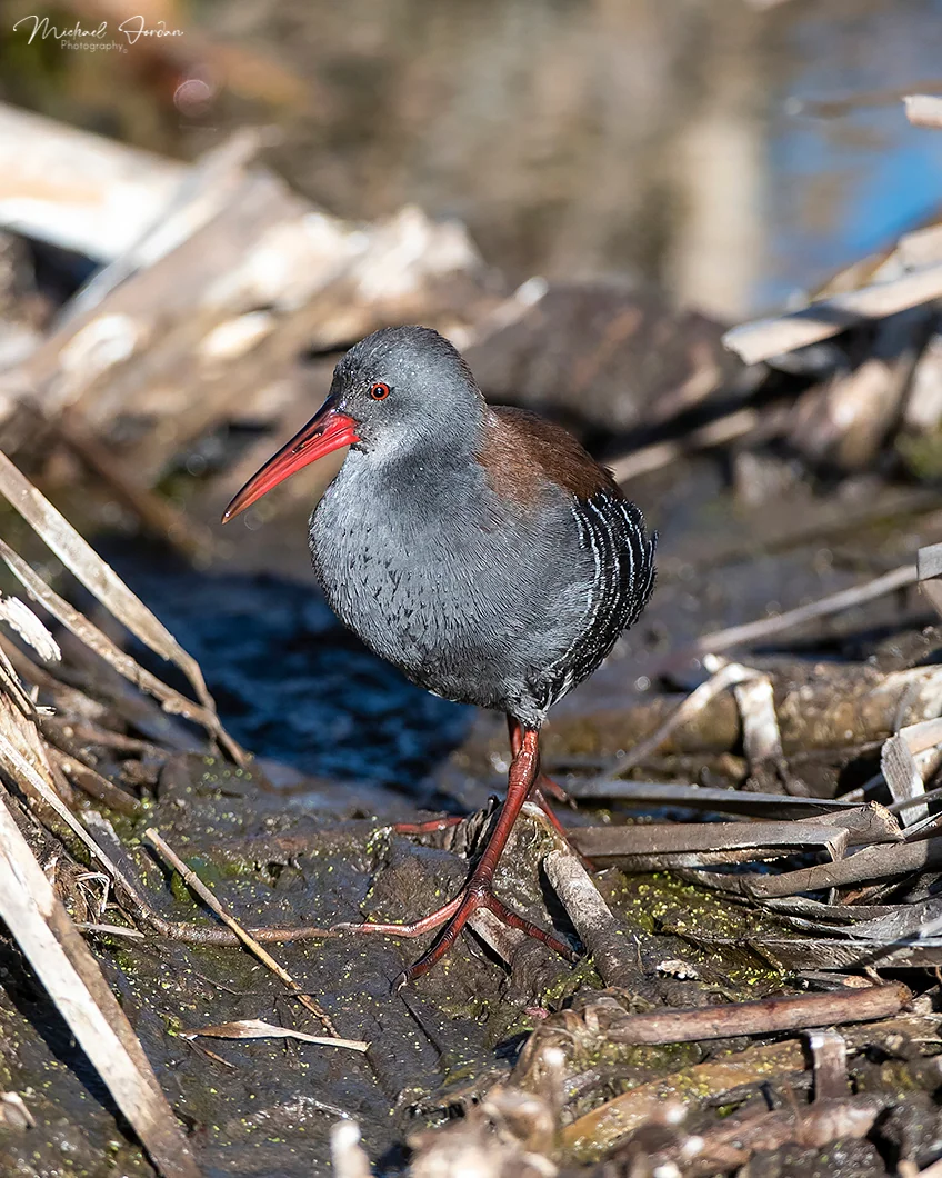 African rail, Marrivale Bird Sanctuary