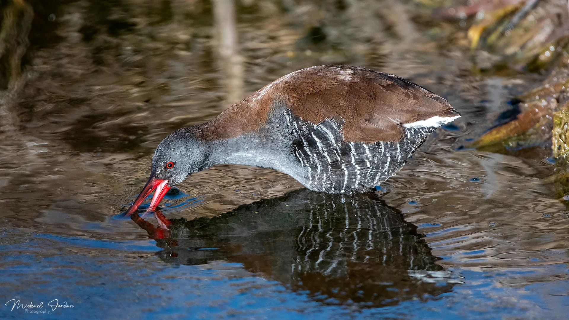 African rail