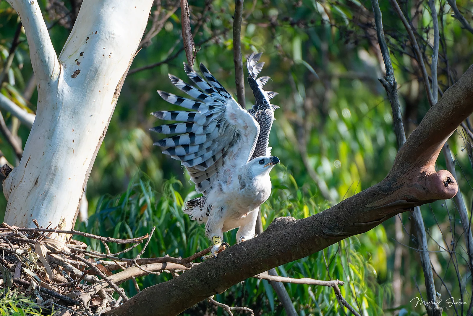 Crowned eagle, Amanzimtoti