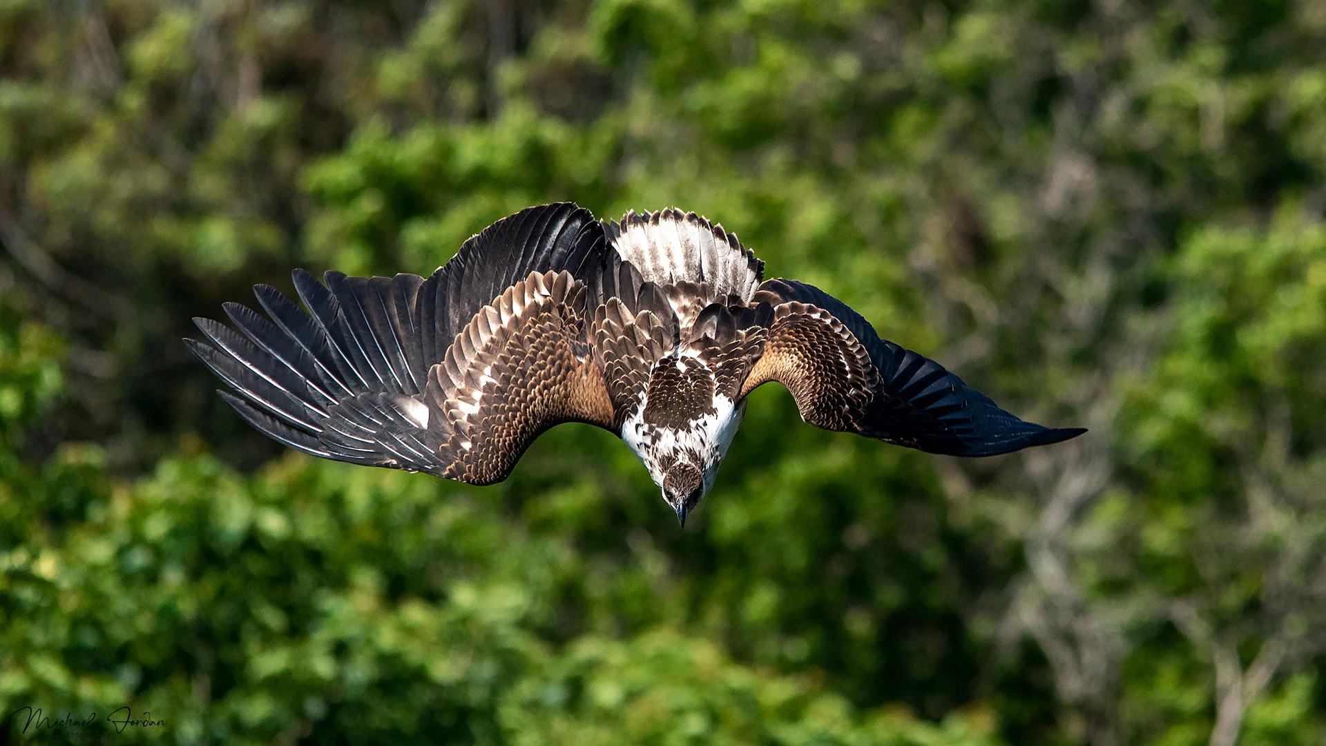 African fish eagle
