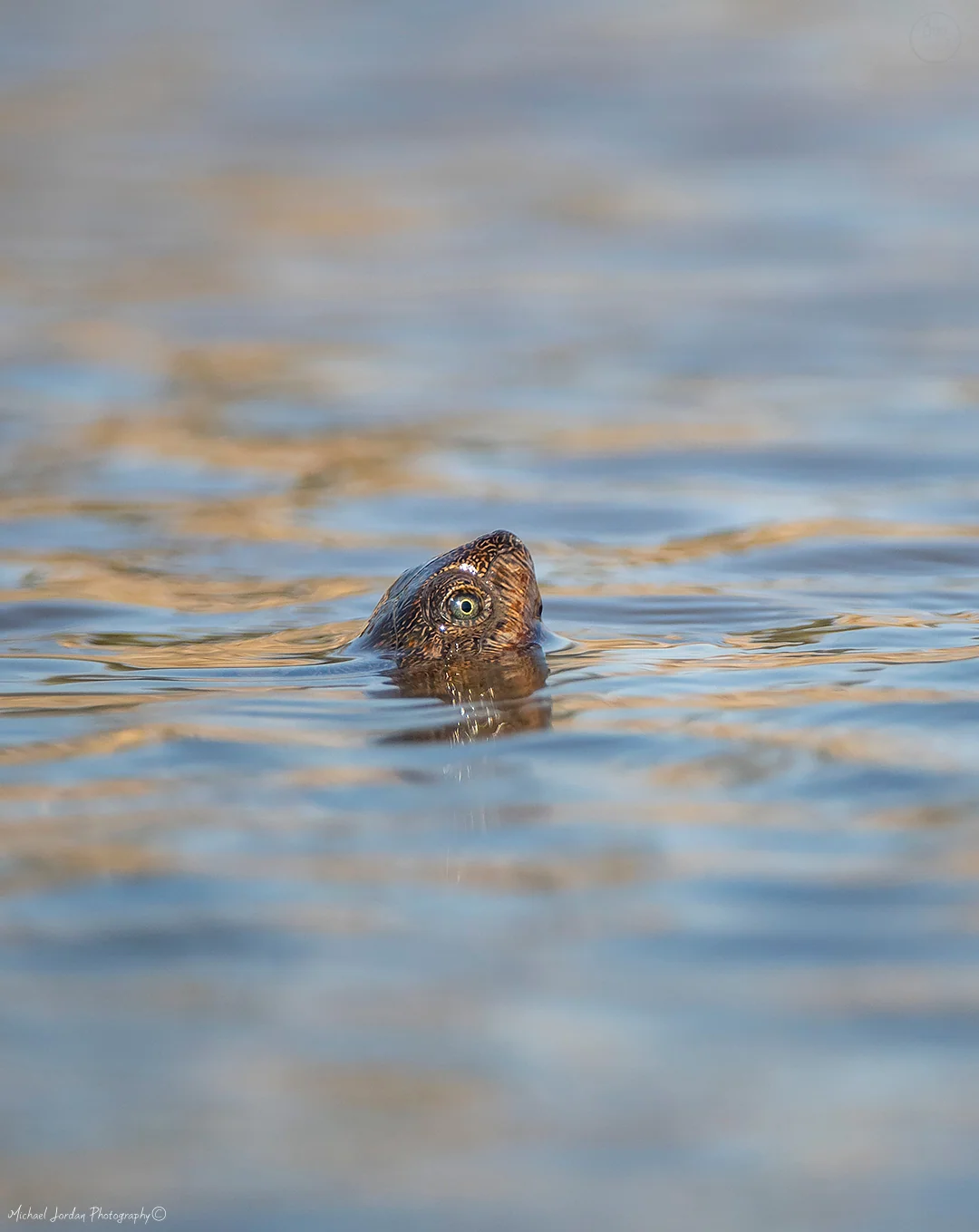 Serrated Hinged Terrapin, Kruger National Park
