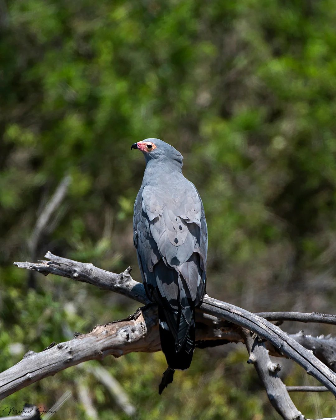 African harrier-hawk, Kruger National Park