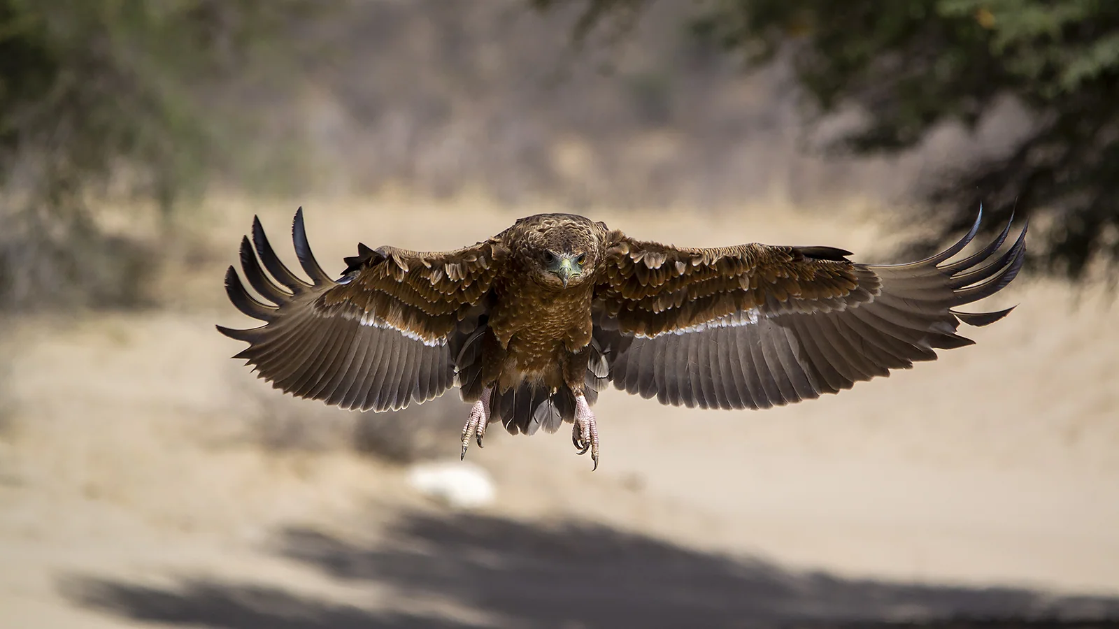 Bateleur, Kgalagadi Transfrontier Park