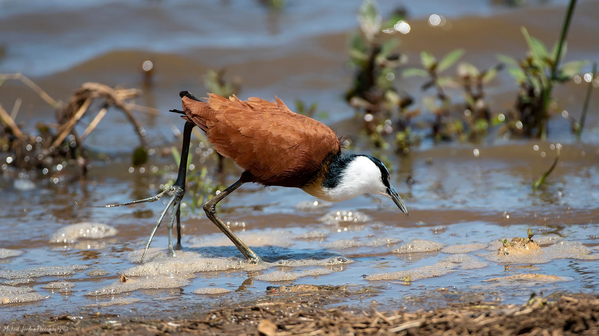 African Jacana