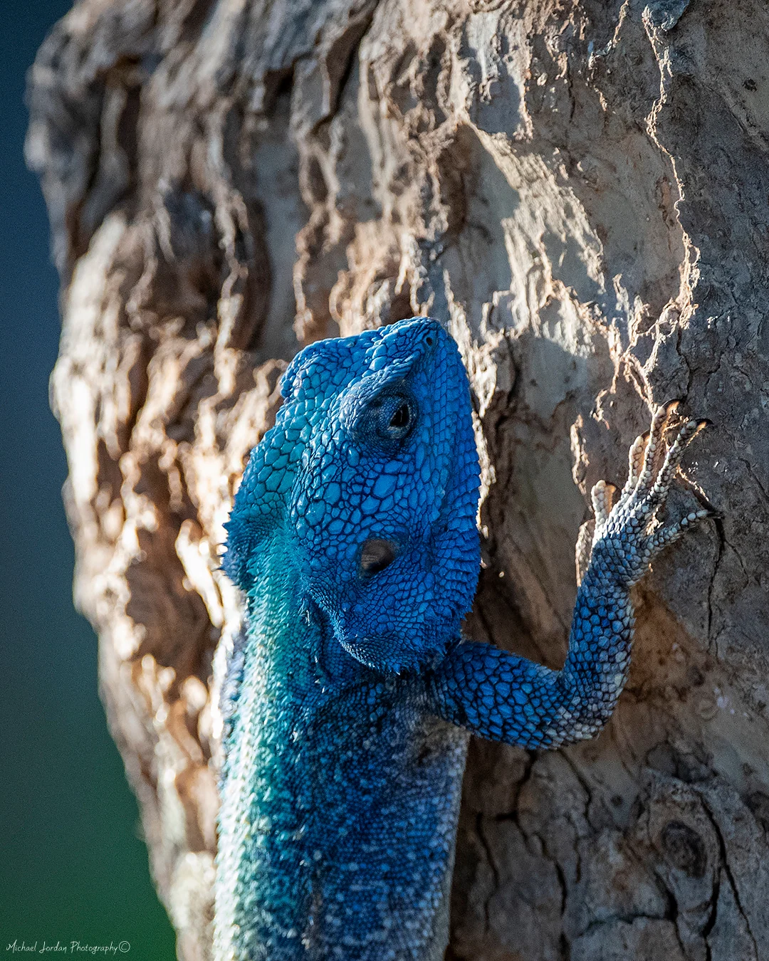 Southern Tree Agama