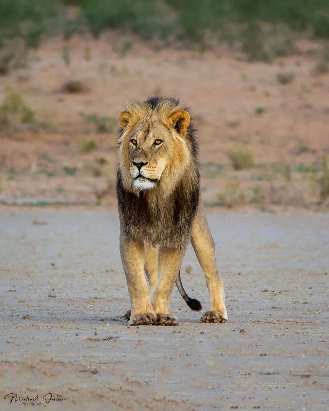 African Lion, Kgalagadi Transfrontier Park