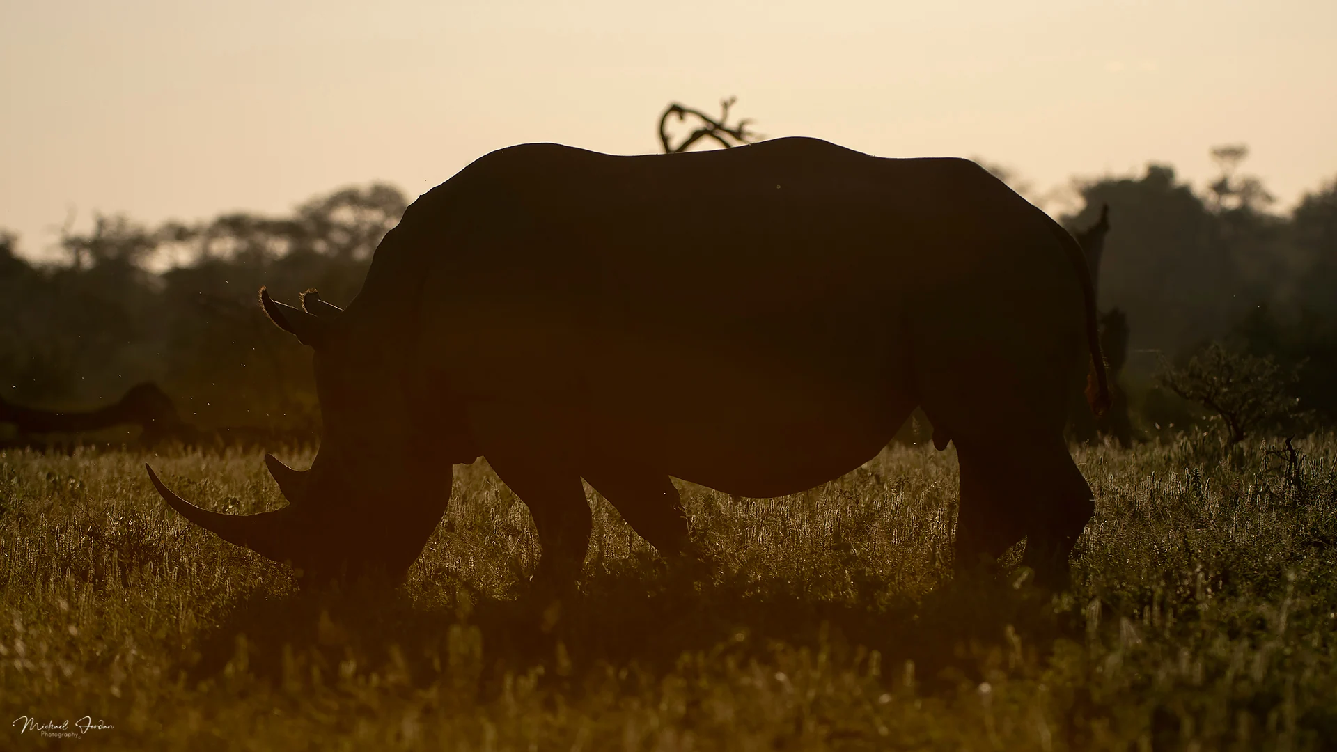 White rhinoceros