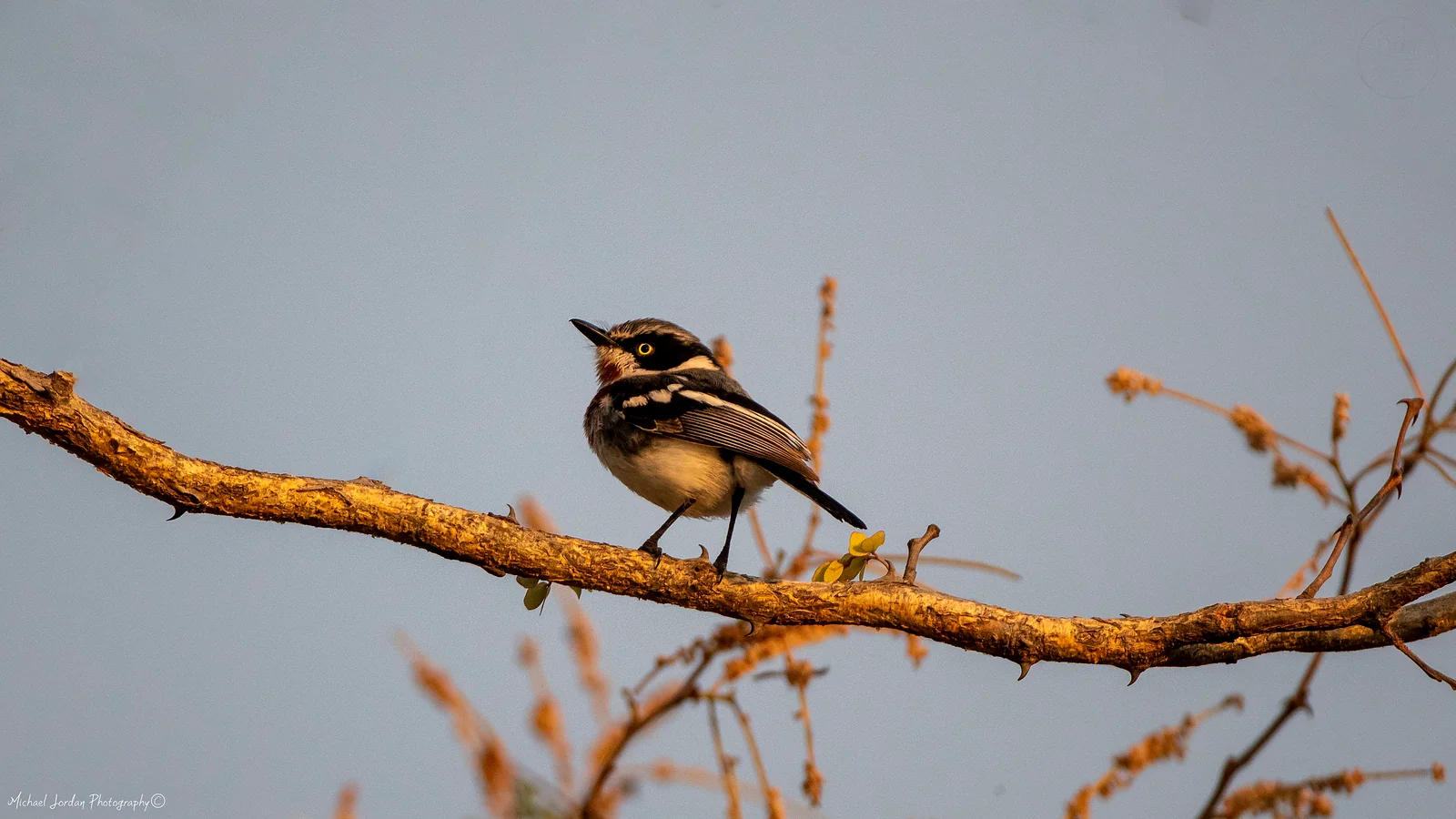 Chinspot Batis, Kruger National Park