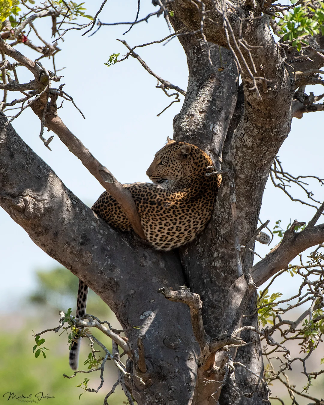 Leopard
