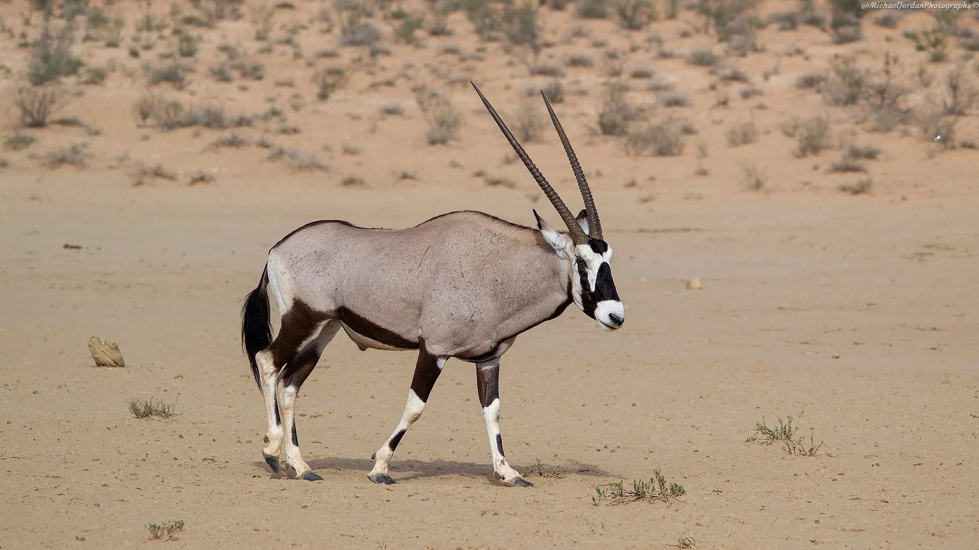 Gemsbok