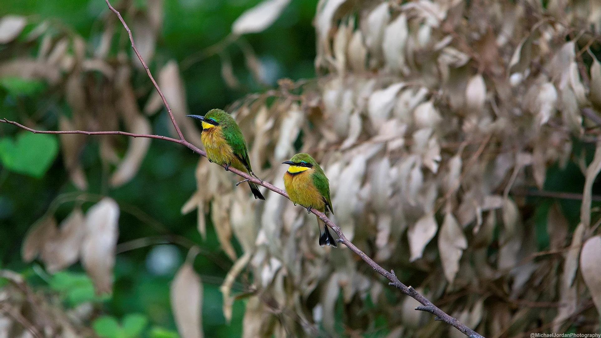 Little bee-eater