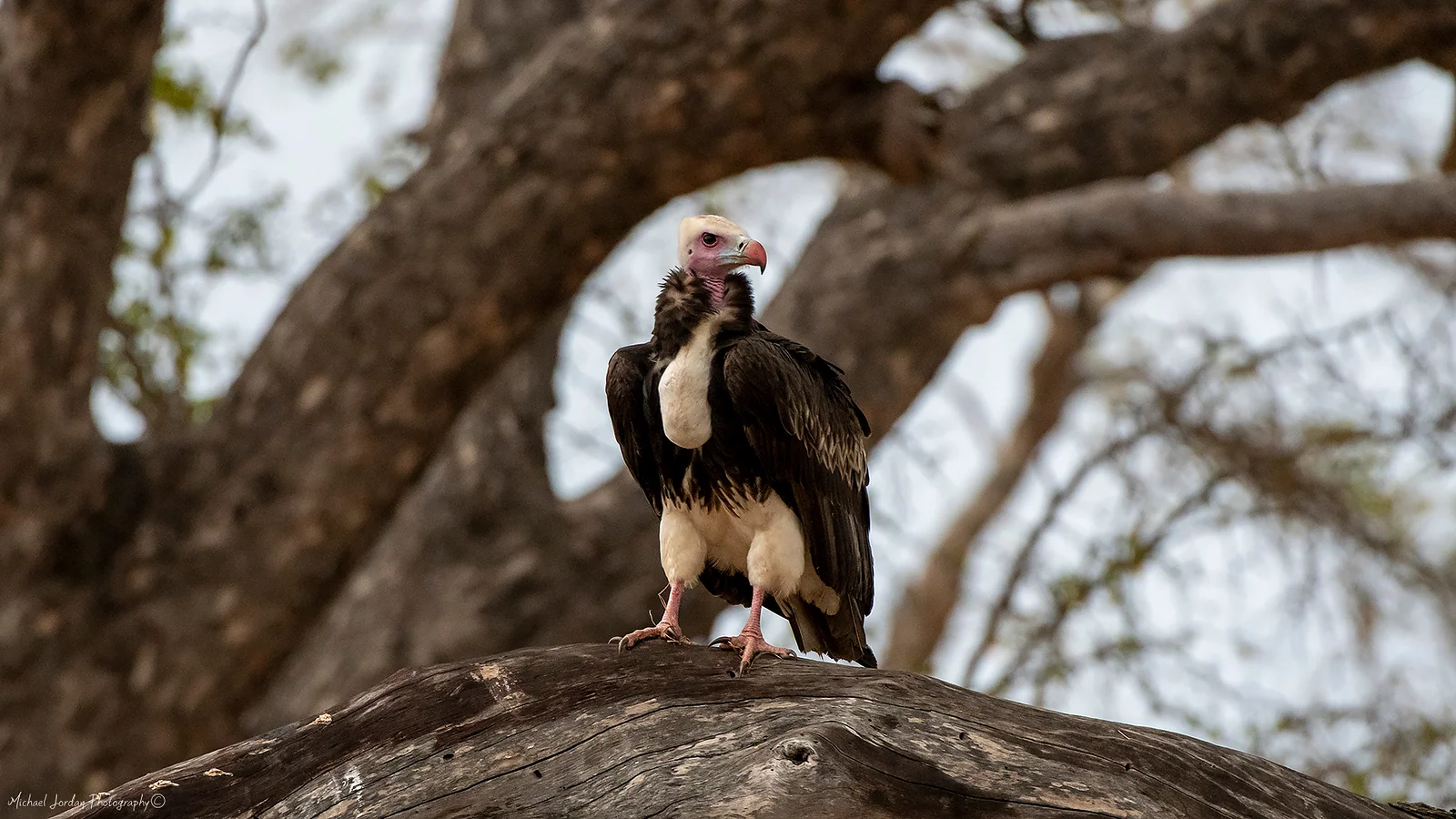 Lappet-faced vulture, Kruger National Park