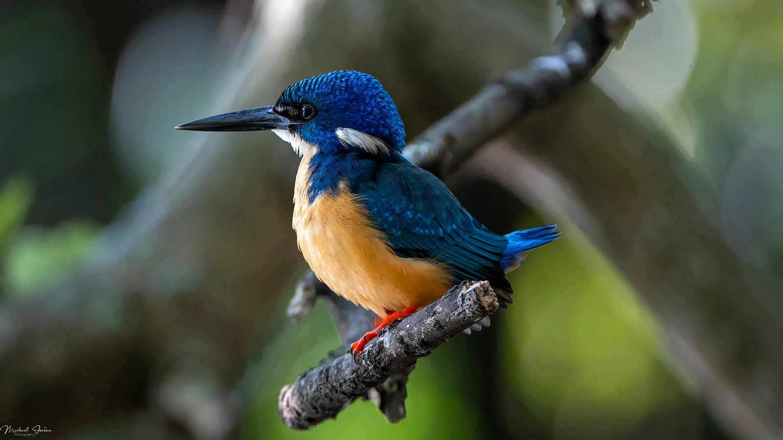 Half-collared kingfisher, Amanzimtoti Bird Sanctuary