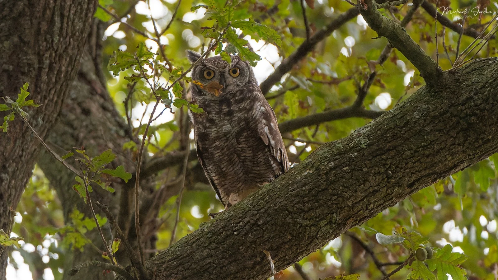 Spotted eagle-owl