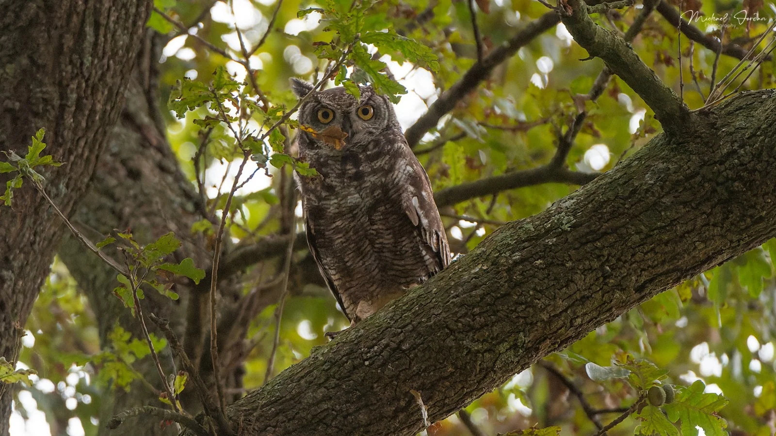 Spotted eagle-owl, Nottingham Road