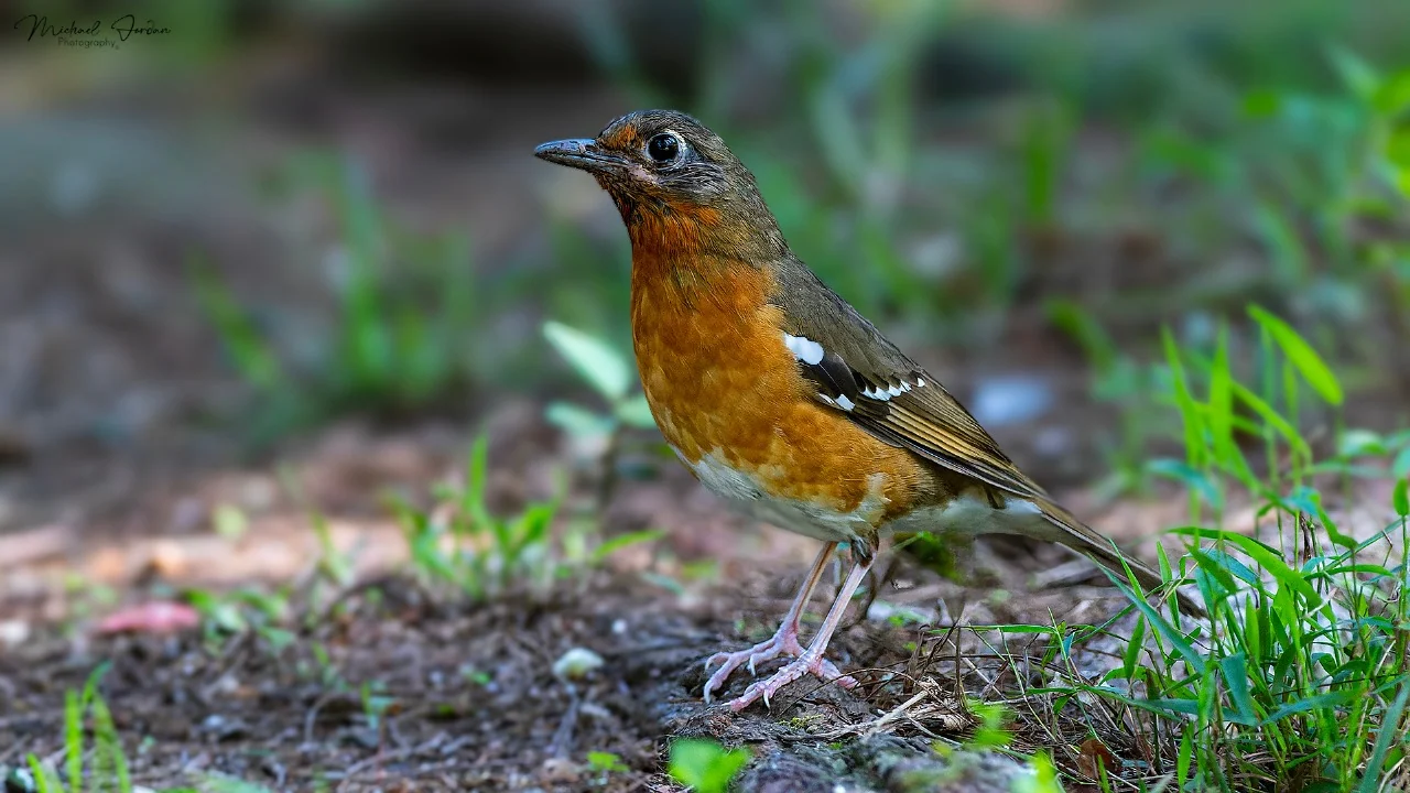 Orange Ground Thrush
