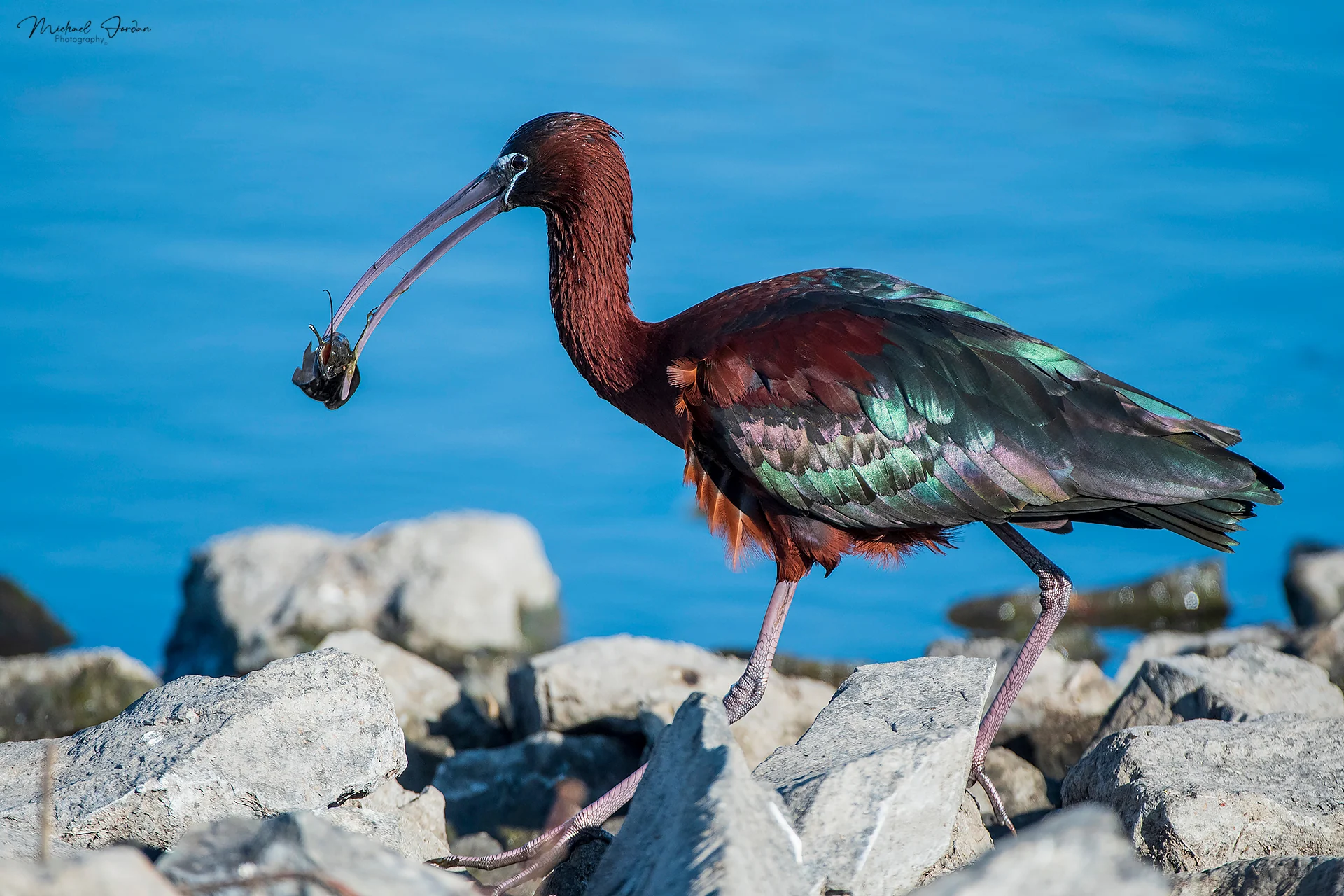 Glossy ibis