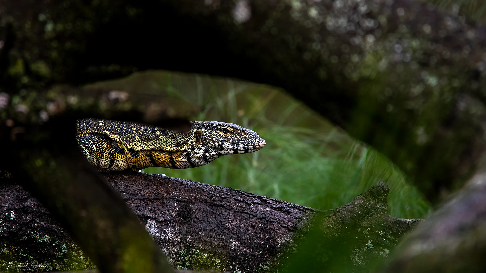 Nile Monitor