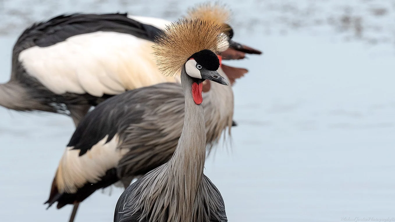 Grey crowned crane