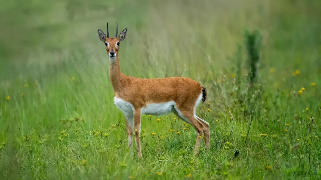 Oribi