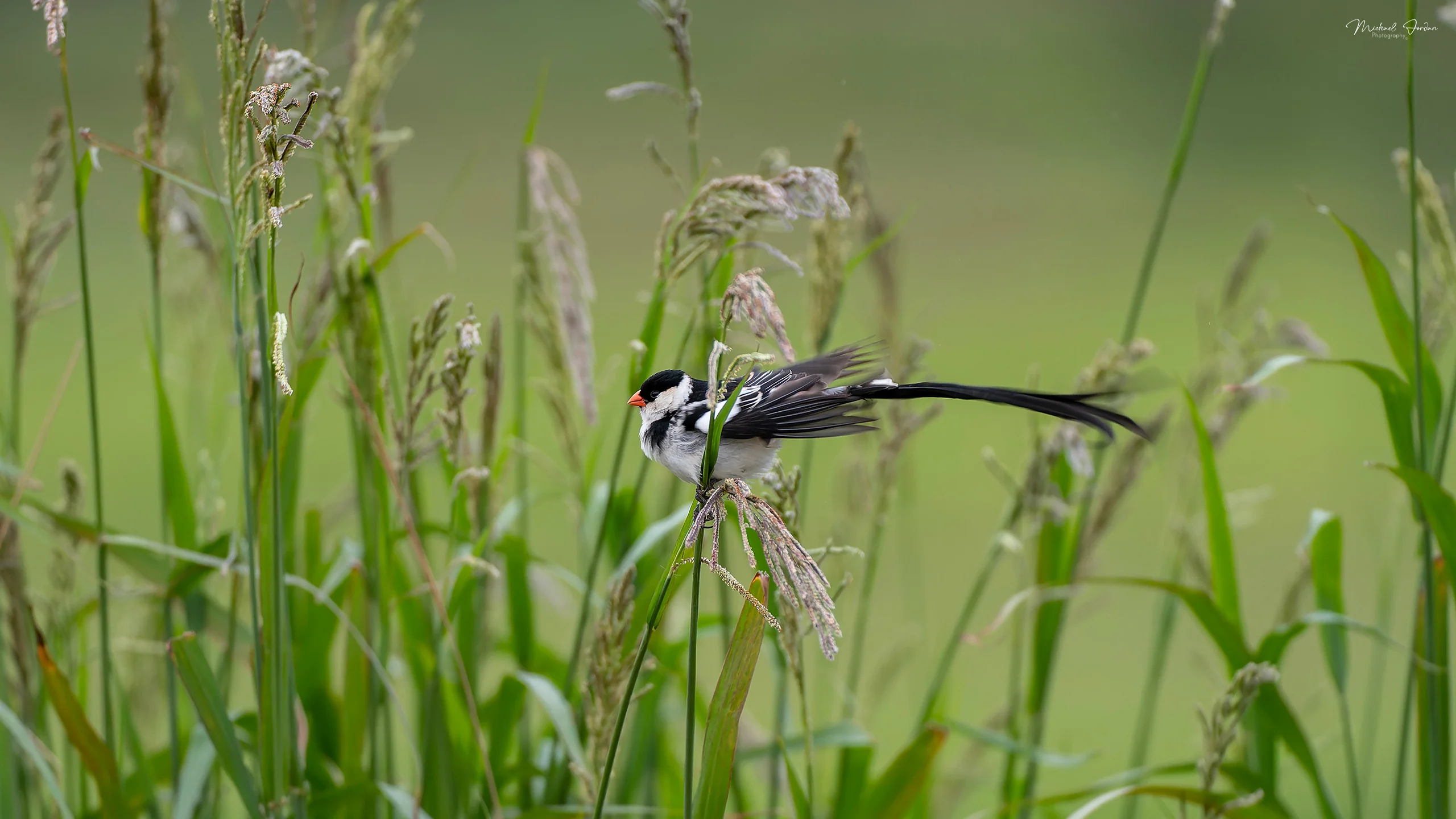 Pin-tailed whydah (Vidua macroura), Illovo, by Michael Jordan
