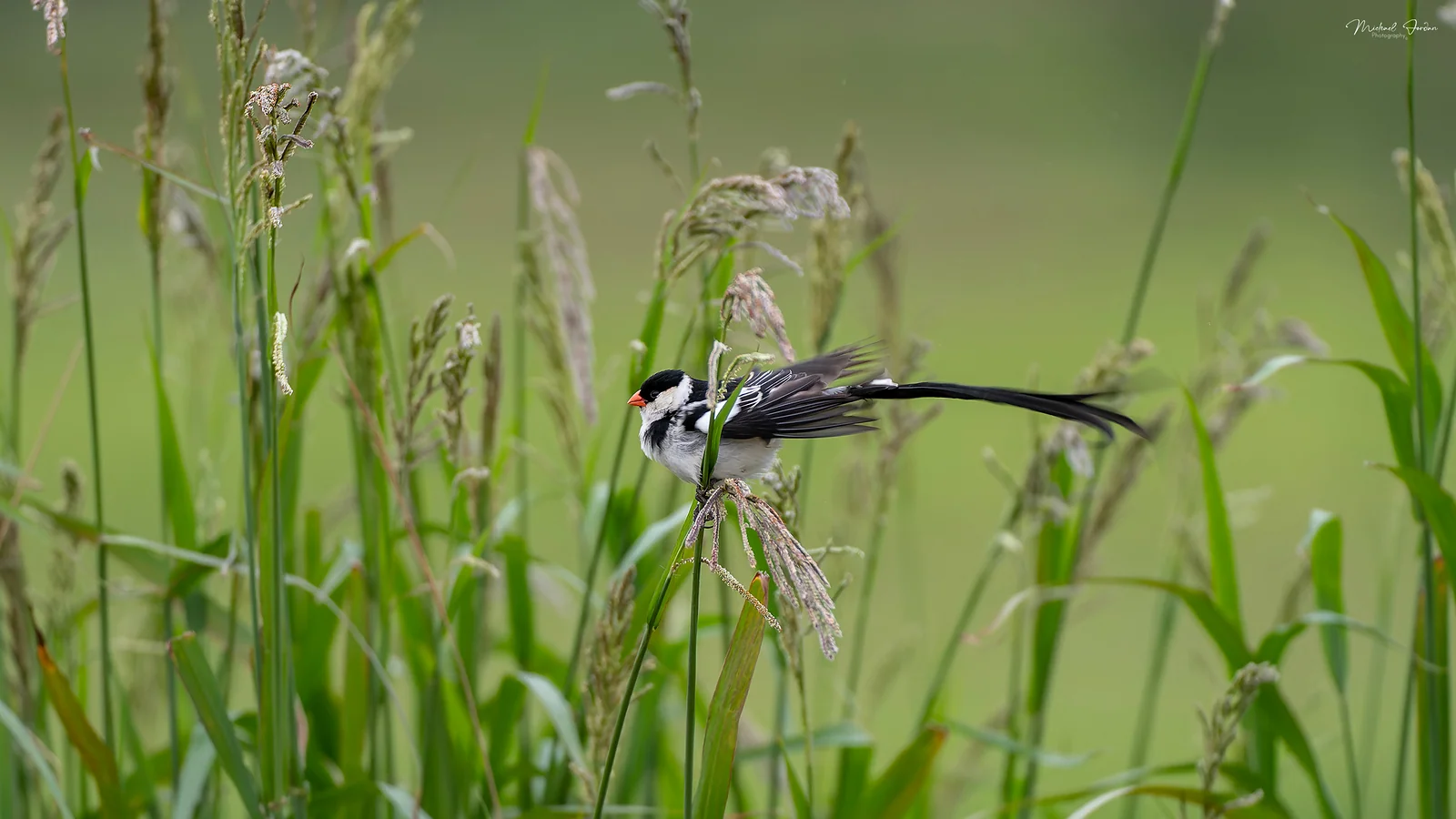 Pin-tailed whydah (Vidua macroura), Illovo