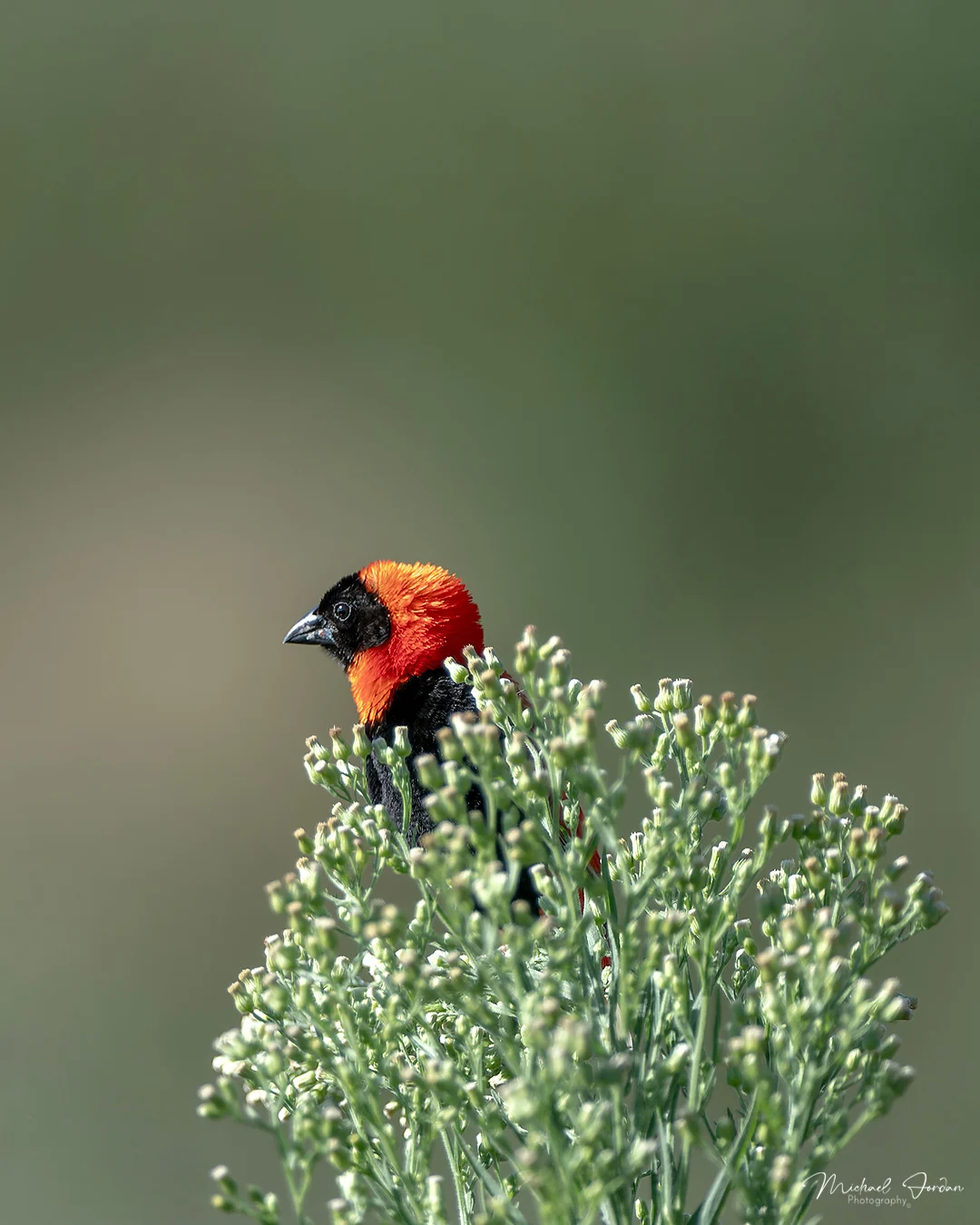 Southern red bishop (Euplectes orix), Kamberg Valley, by Michael Jordan