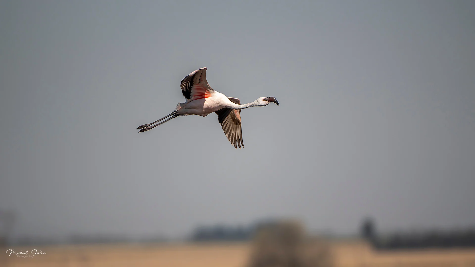 Lesser flamingo (Phoeniconaias minor), Marrivale Bird Sanctuary, by Michael Jordan