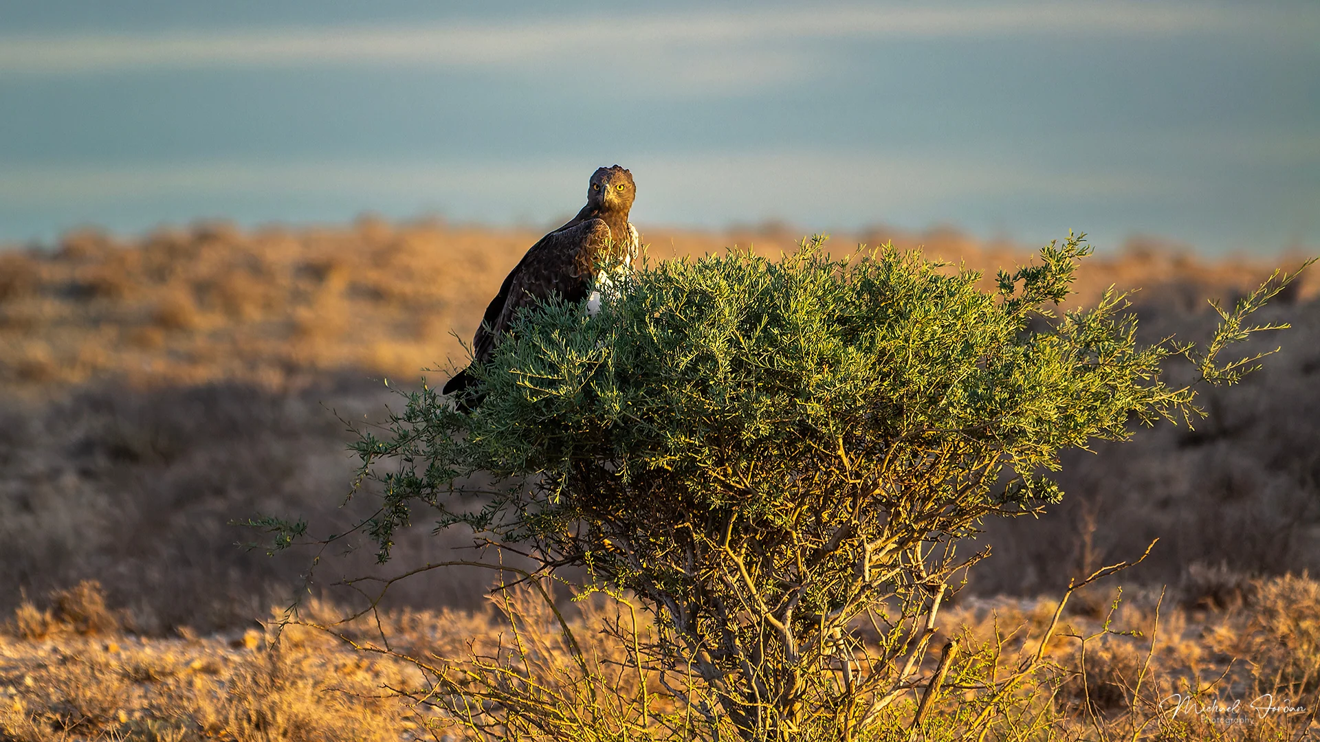 Martial Eagle (Polemaetus bellicosus), Kgalagadi Transfrontier Park, by Michael Jordan