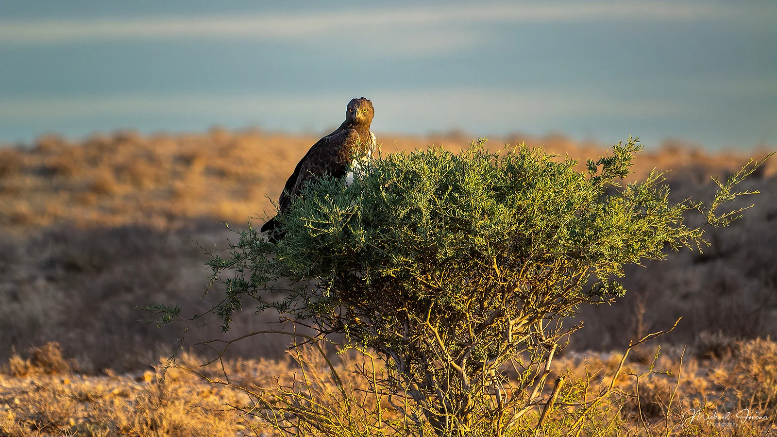 Martial Eagle (Polemaetus bellicosus), Kgalagadi Transfrontier Park