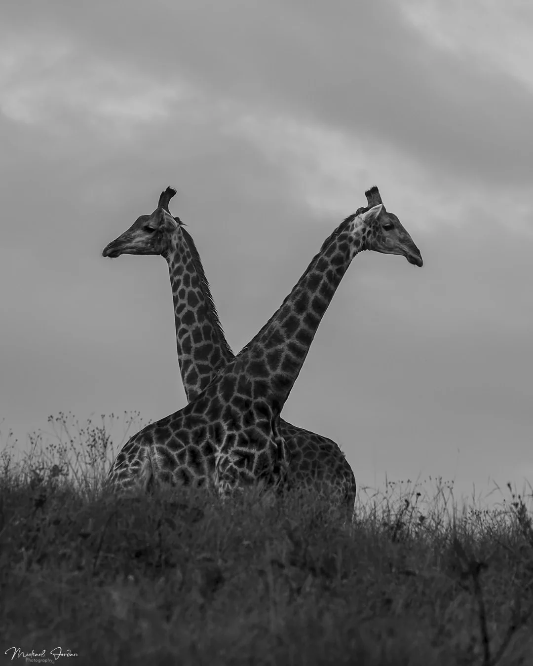 Giraffe (Giraffa camelopardalis), by Michael Jordan