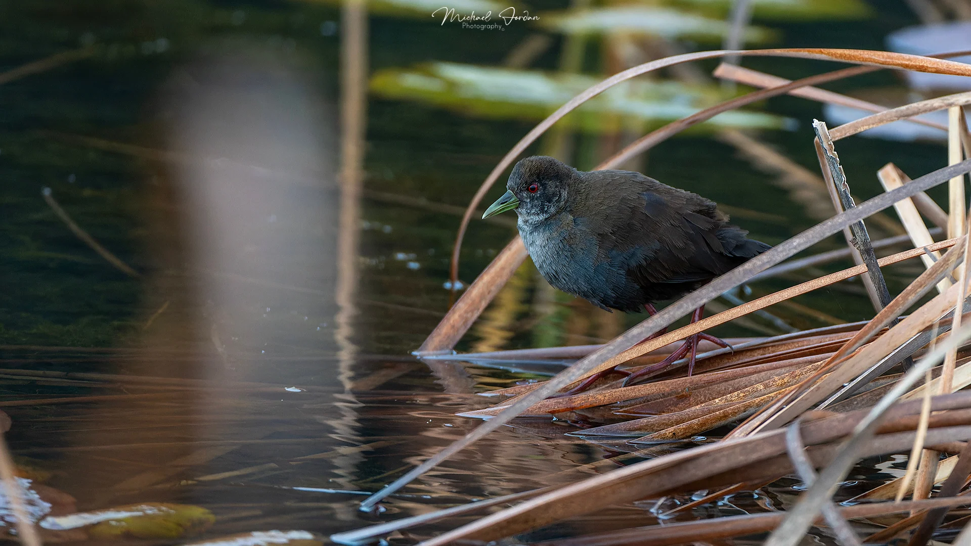 Black Crake (Amaurornis flavirostra), Nottingham Road, by Michael Jordan