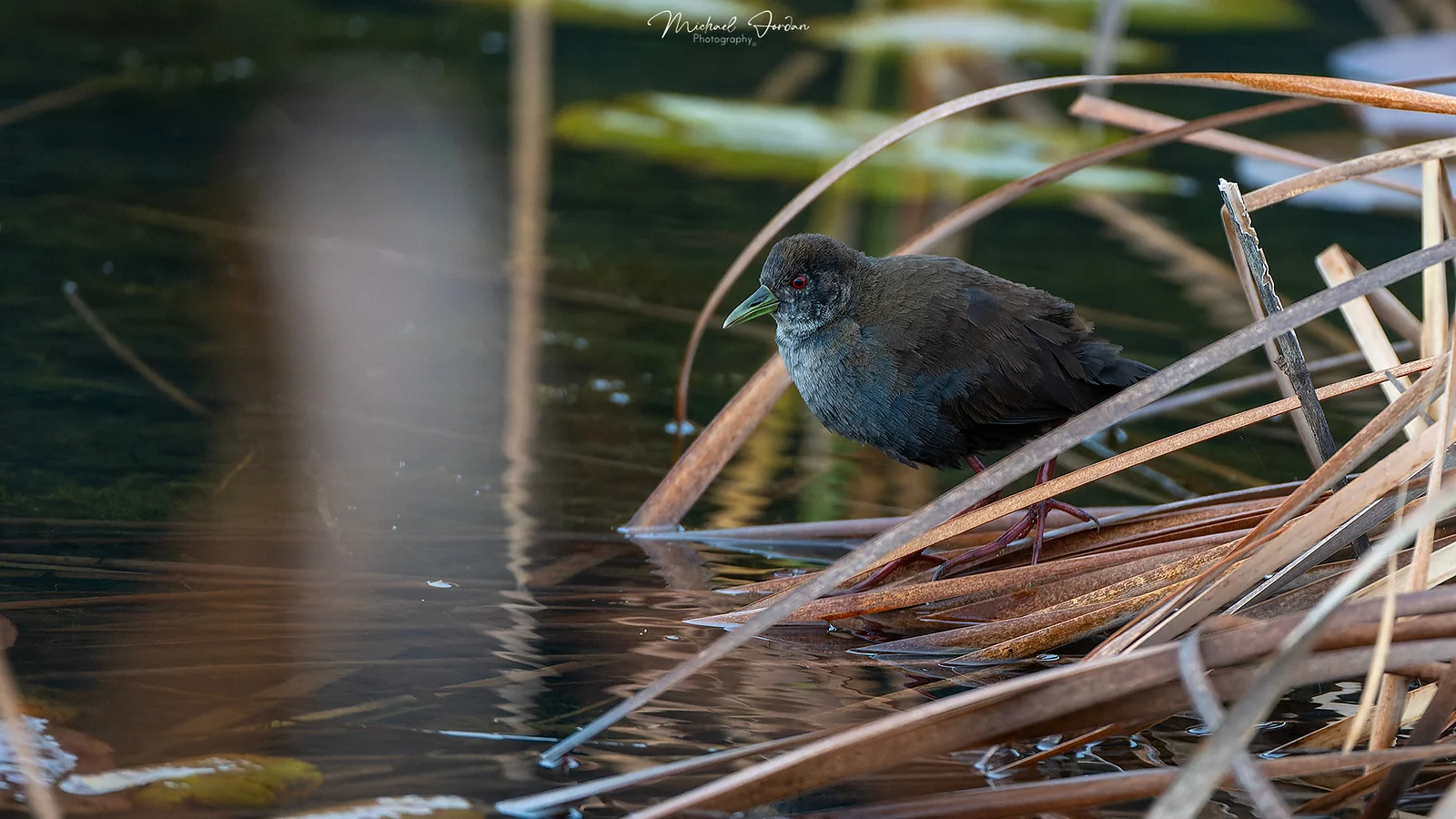 Black Crake (Amaurornis flavirostra), Nottingham Road